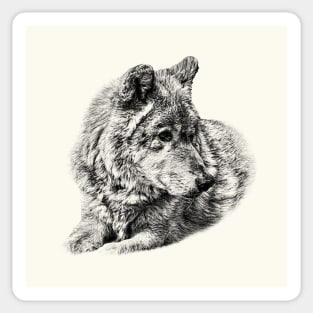 Wolf portrait Sticker
